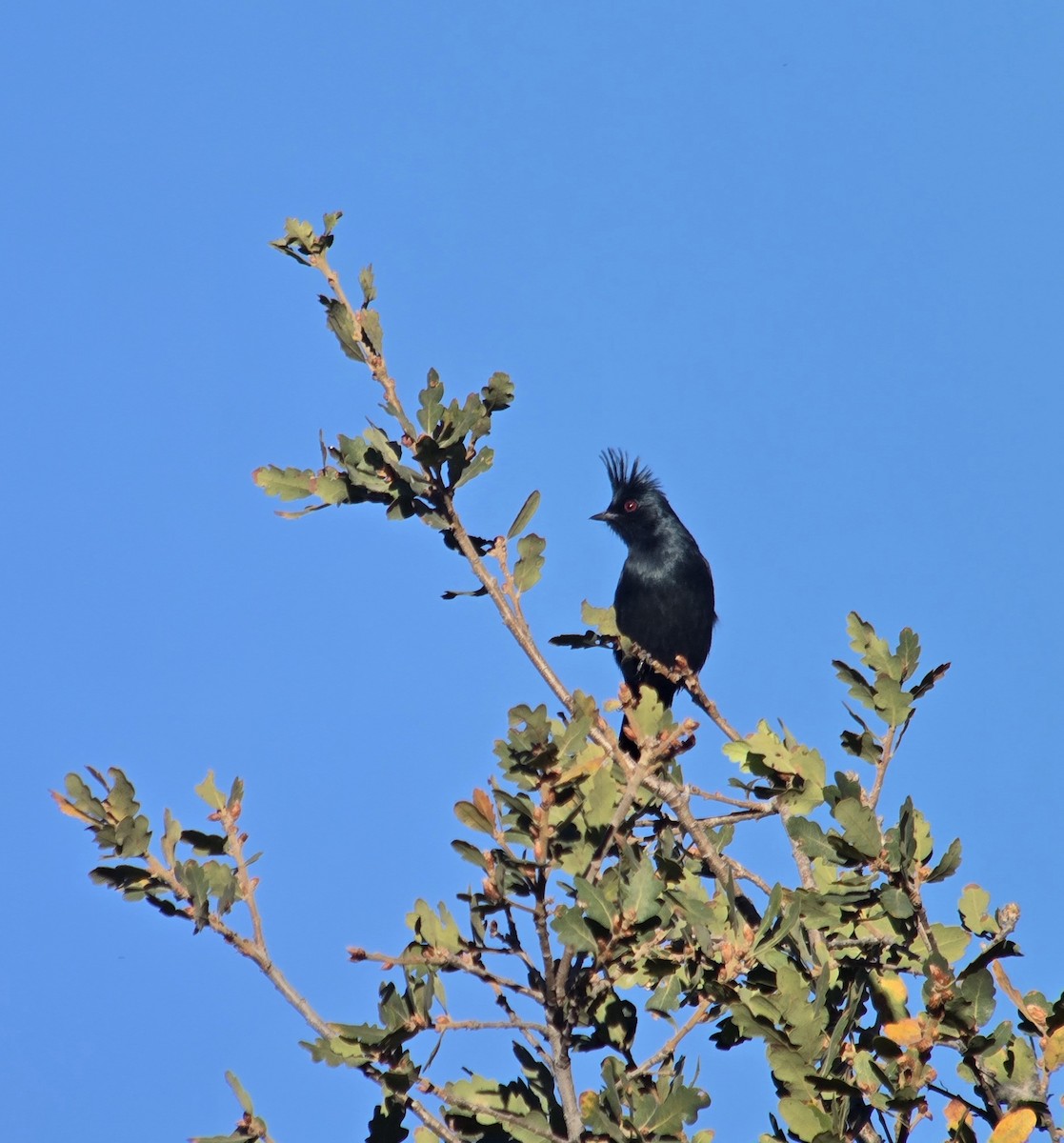 Phénopèple luisant - ML644382313