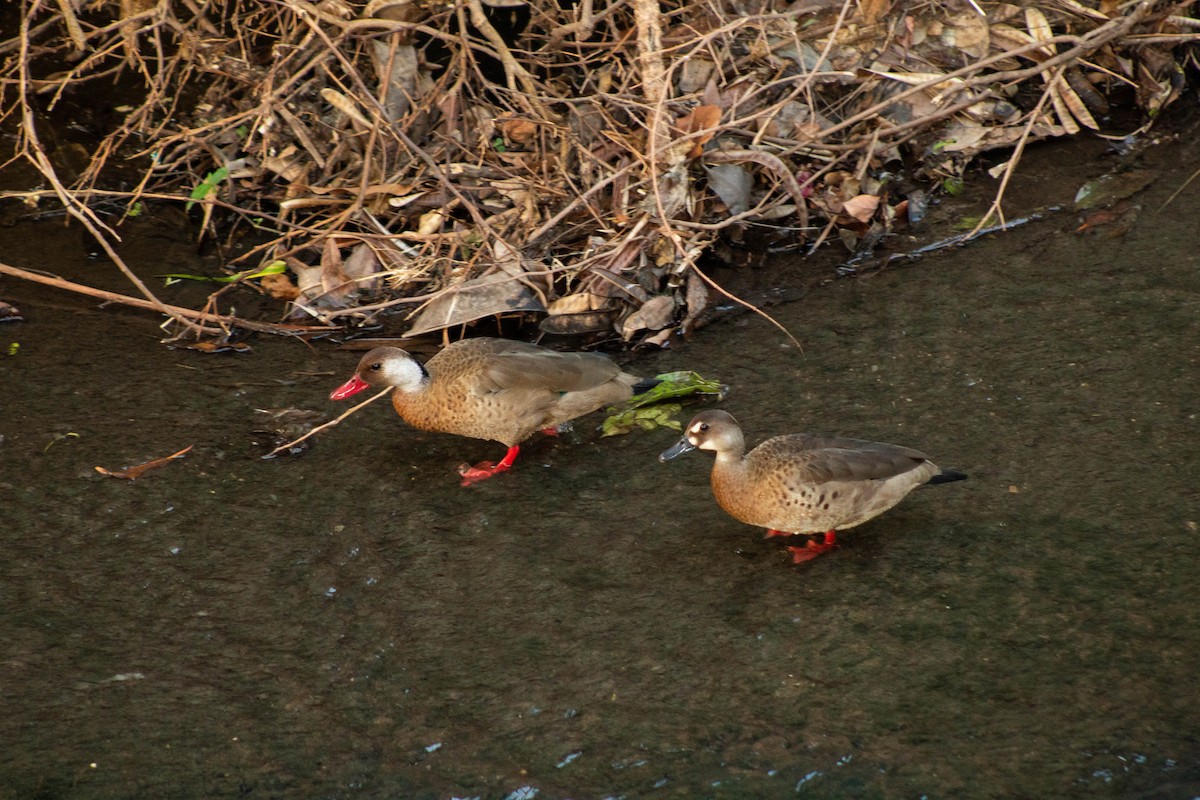 brasiland - ML644382321