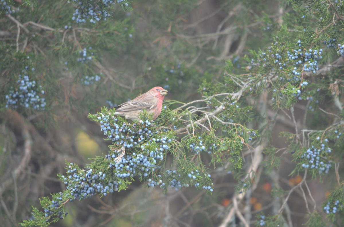 House Finch - ML644382322