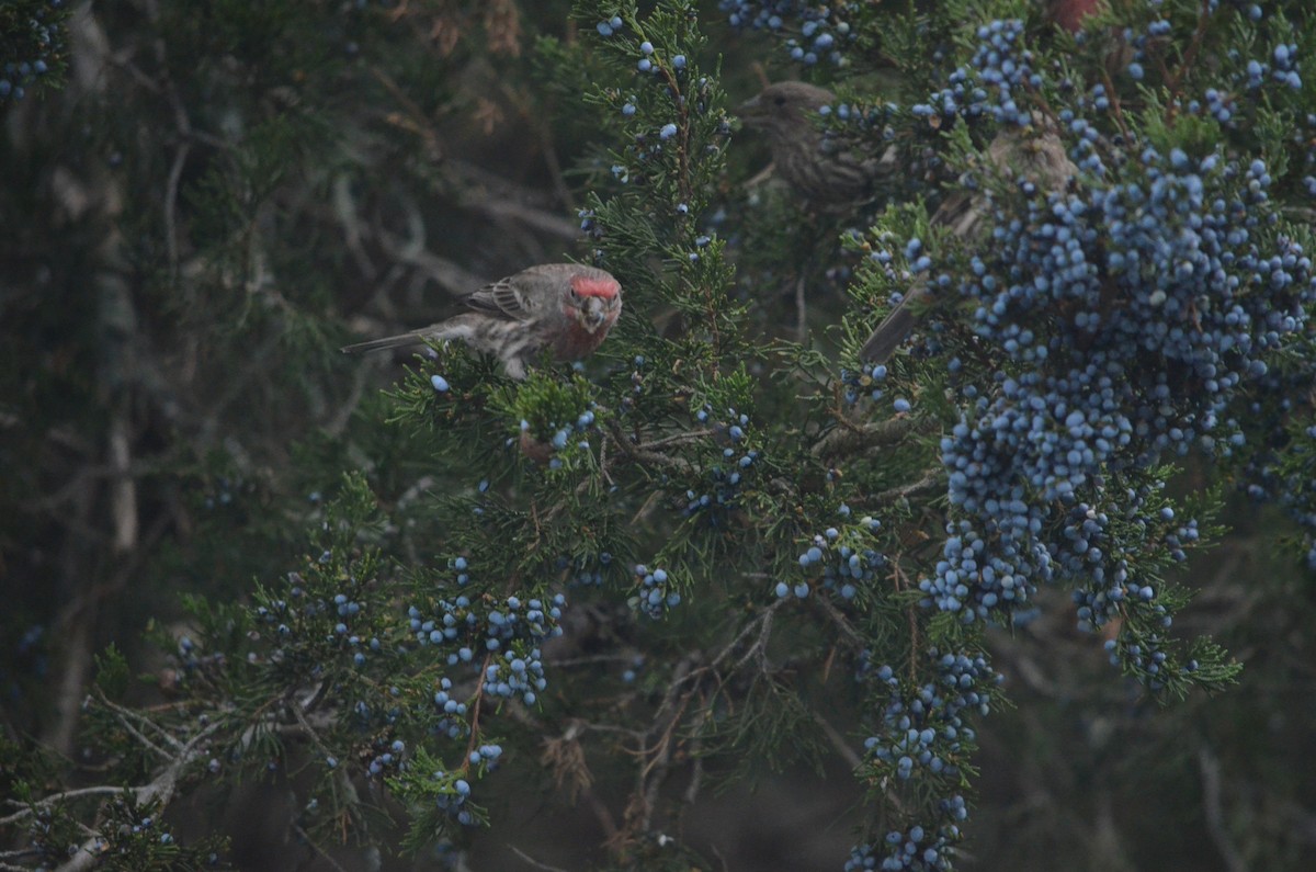 House Finch - ML644382323