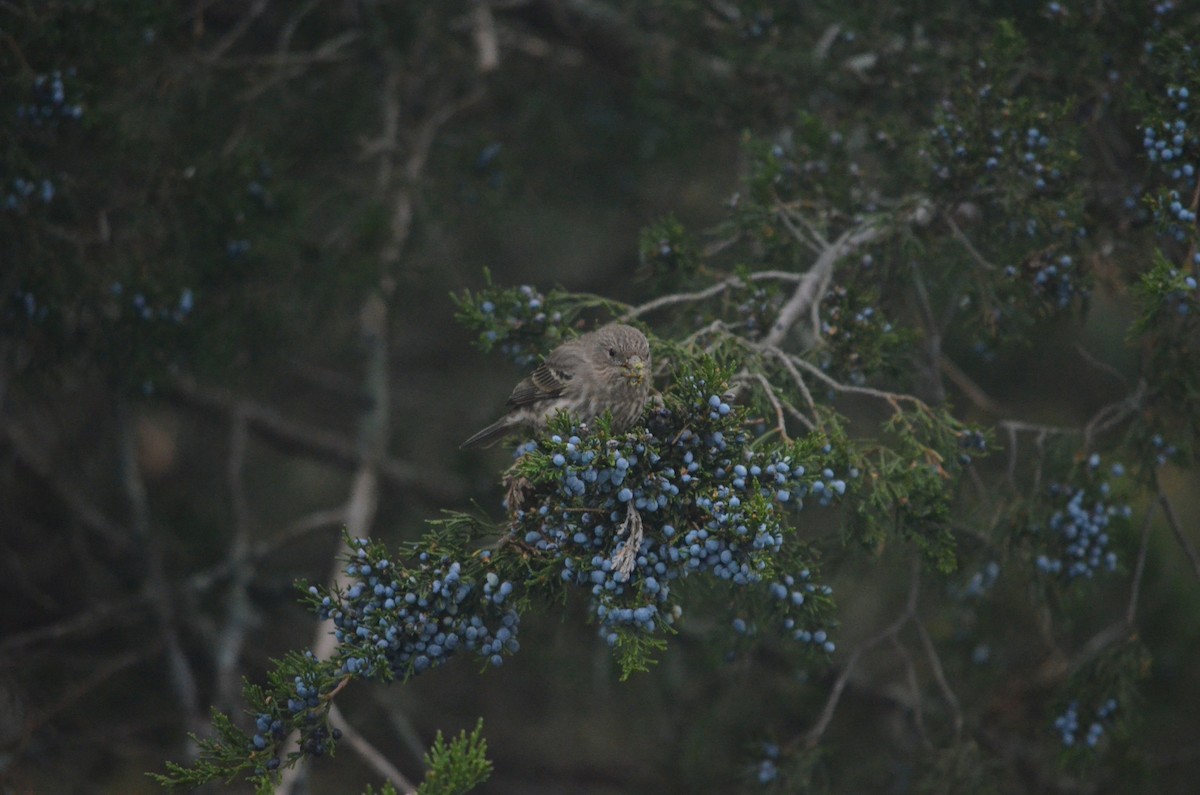 House Finch - ML644382324