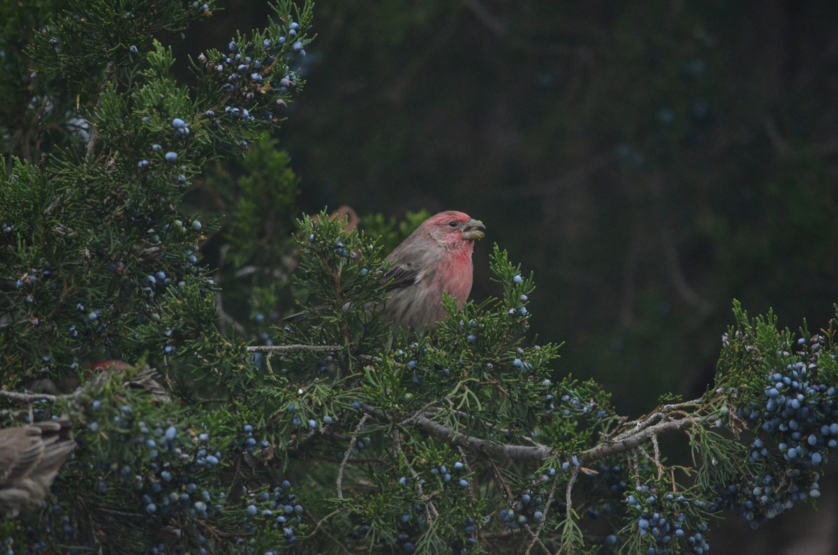 House Finch - ML644382325