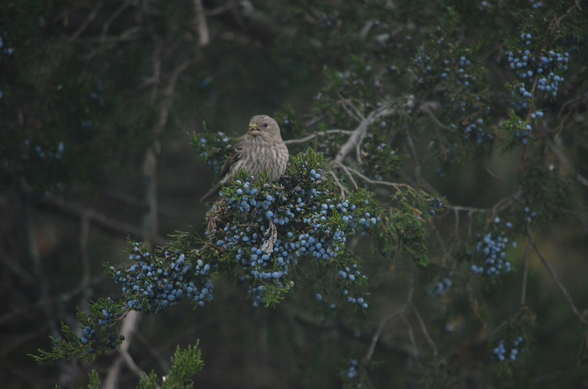 House Finch - ML644382326