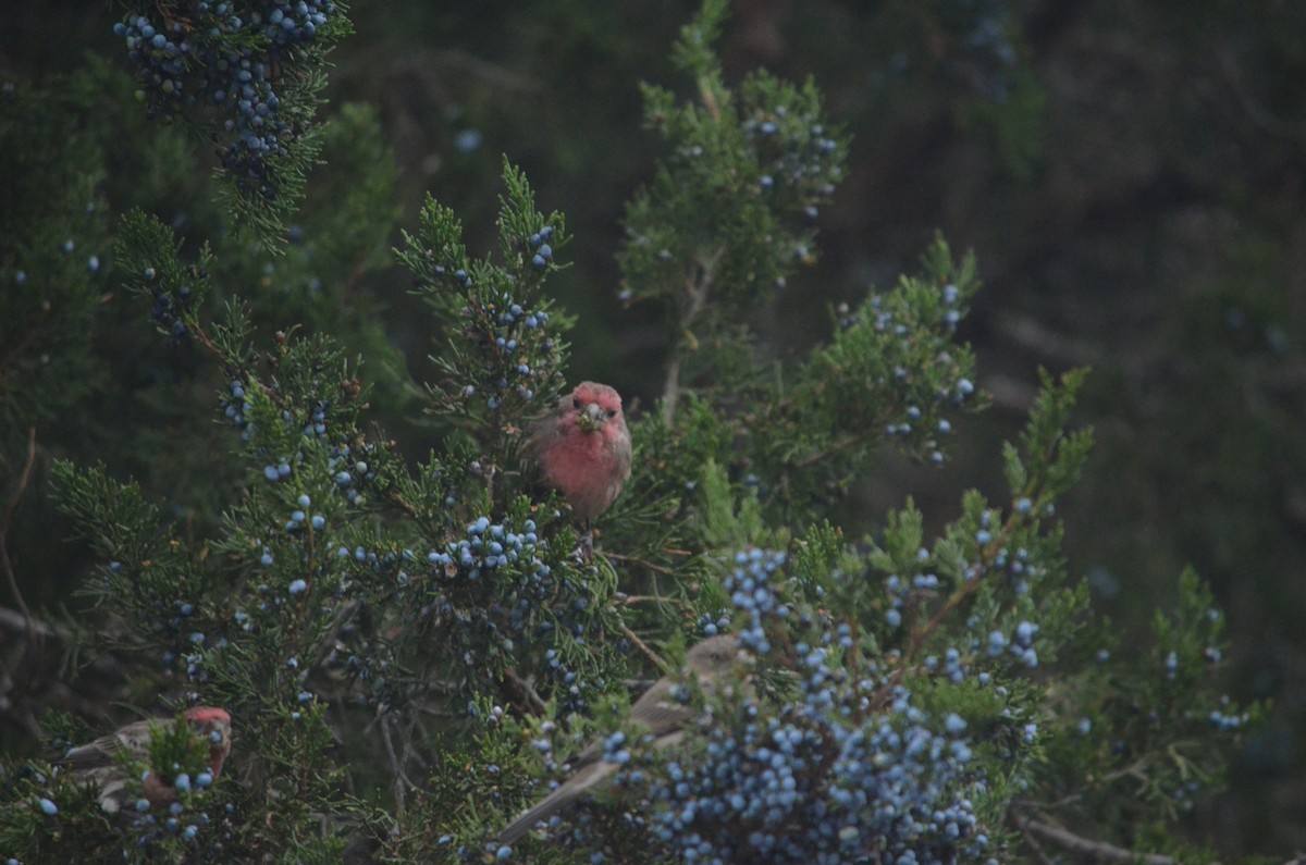 House Finch - ML644382327