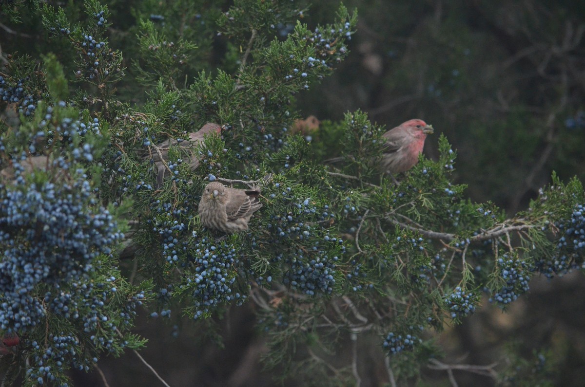 House Finch - ML644382328