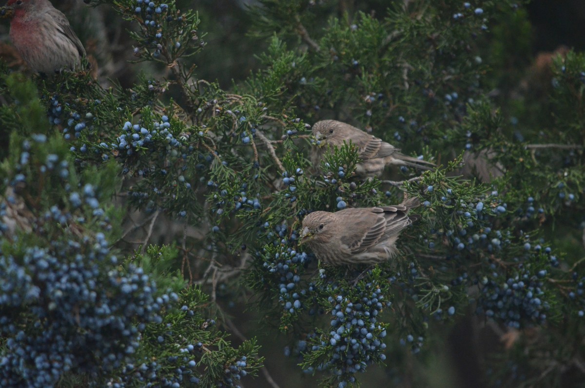 House Finch - ML644382329