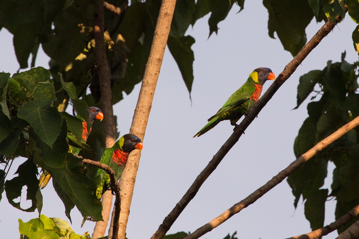 Coconut Lorikeet - ML644382341