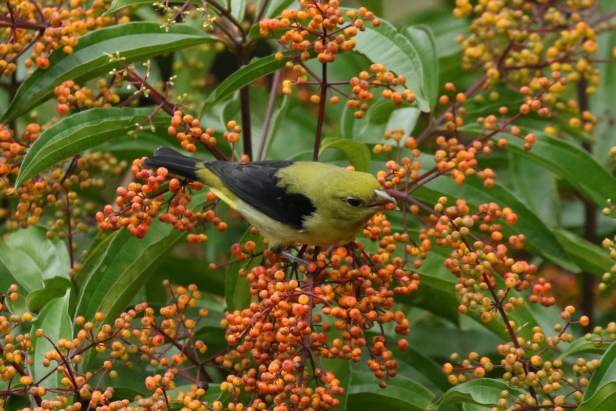 Scarlet Tanager - ML644382345