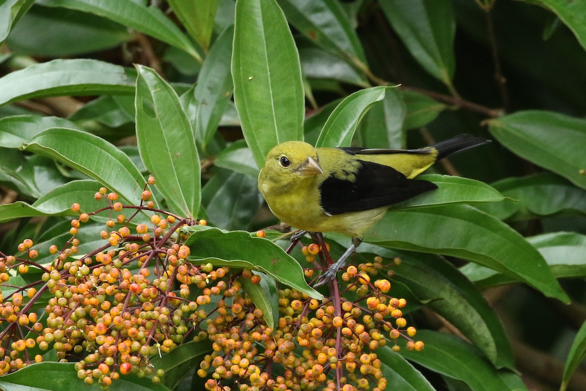 Scarlet Tanager - ML644382346