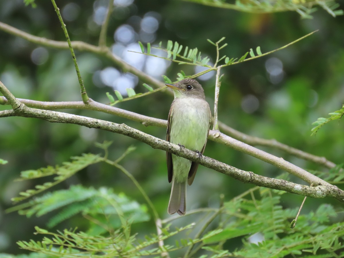 Піві-малюк вербовий - ML644382351