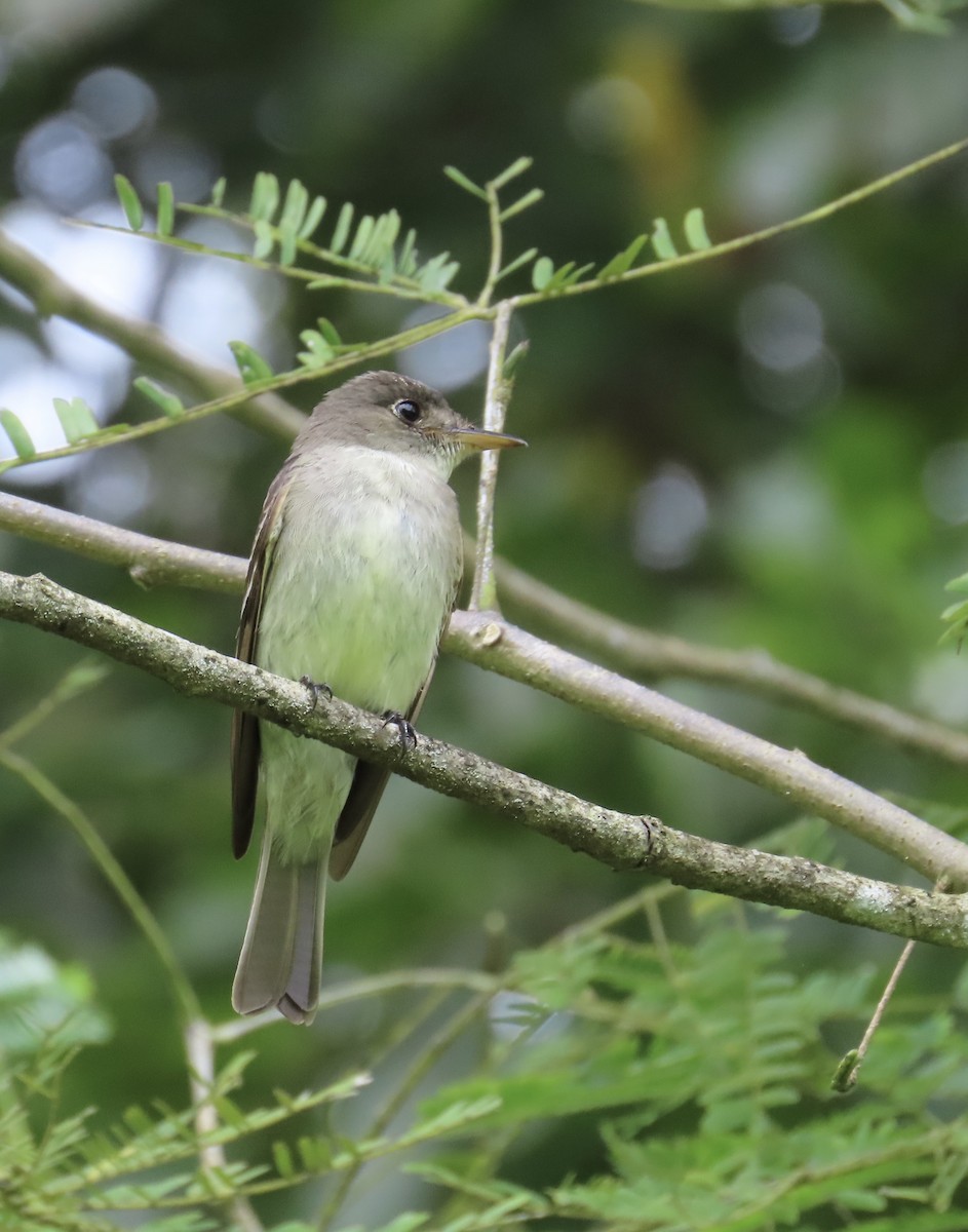 Піві-малюк вербовий - ML644382352