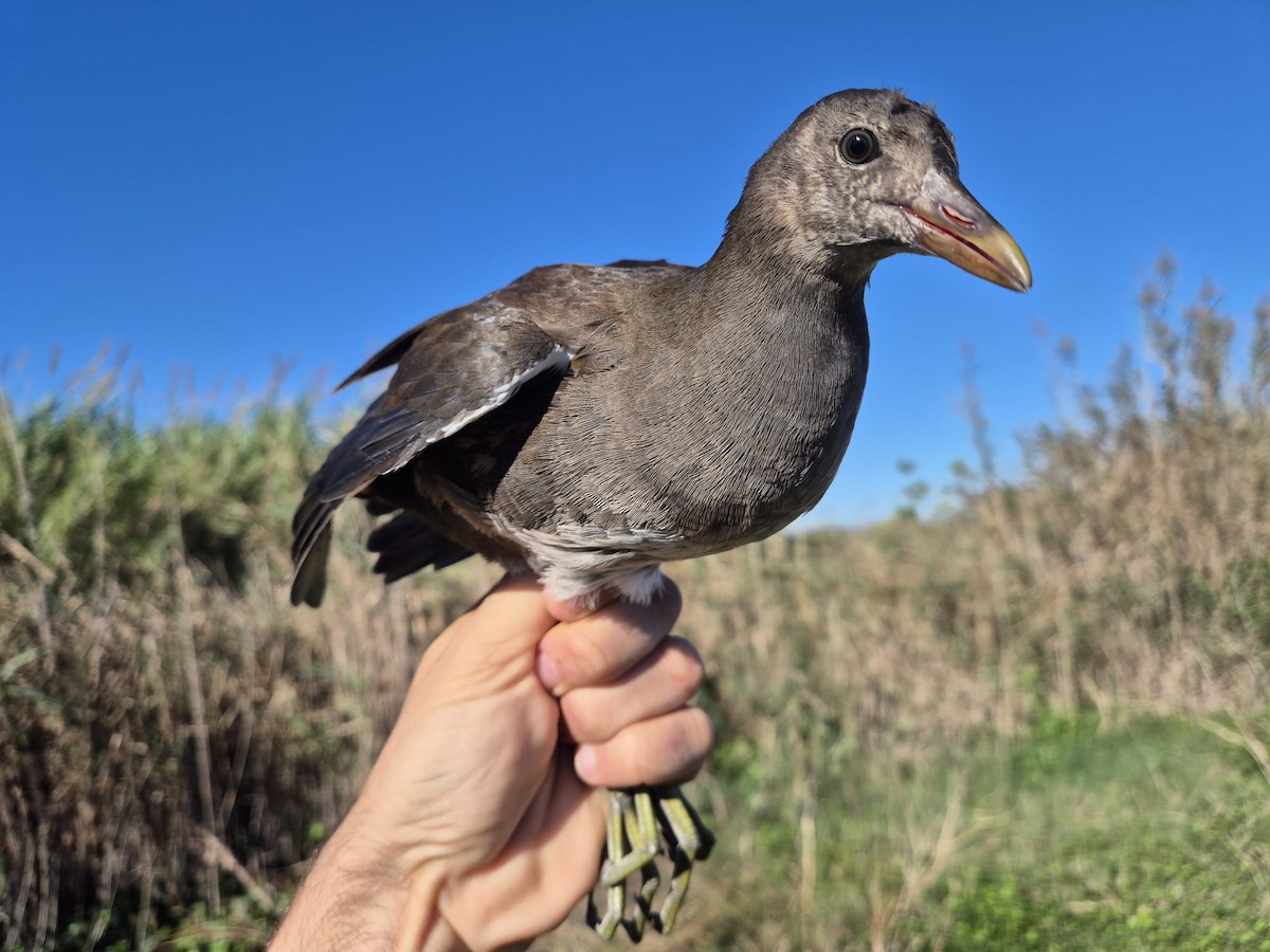 Eurasian Moorhen - ML644382362