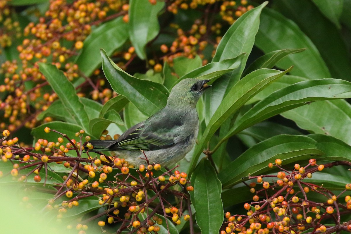 Golden-hooded Tanager - ML644382367