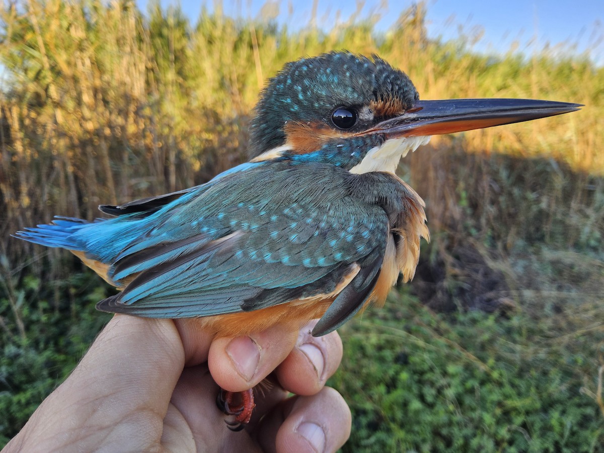 Common Kingfisher - ML644382386