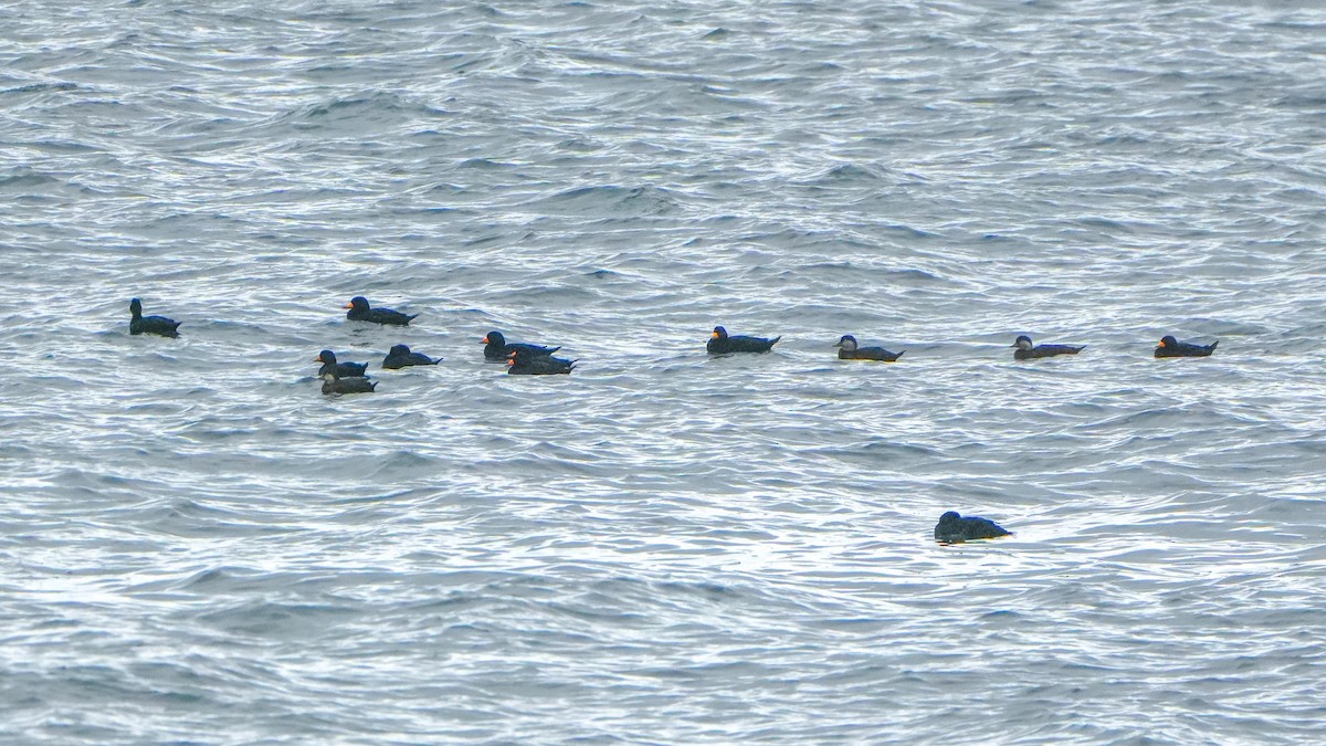 amerikasvartand - ML644382392