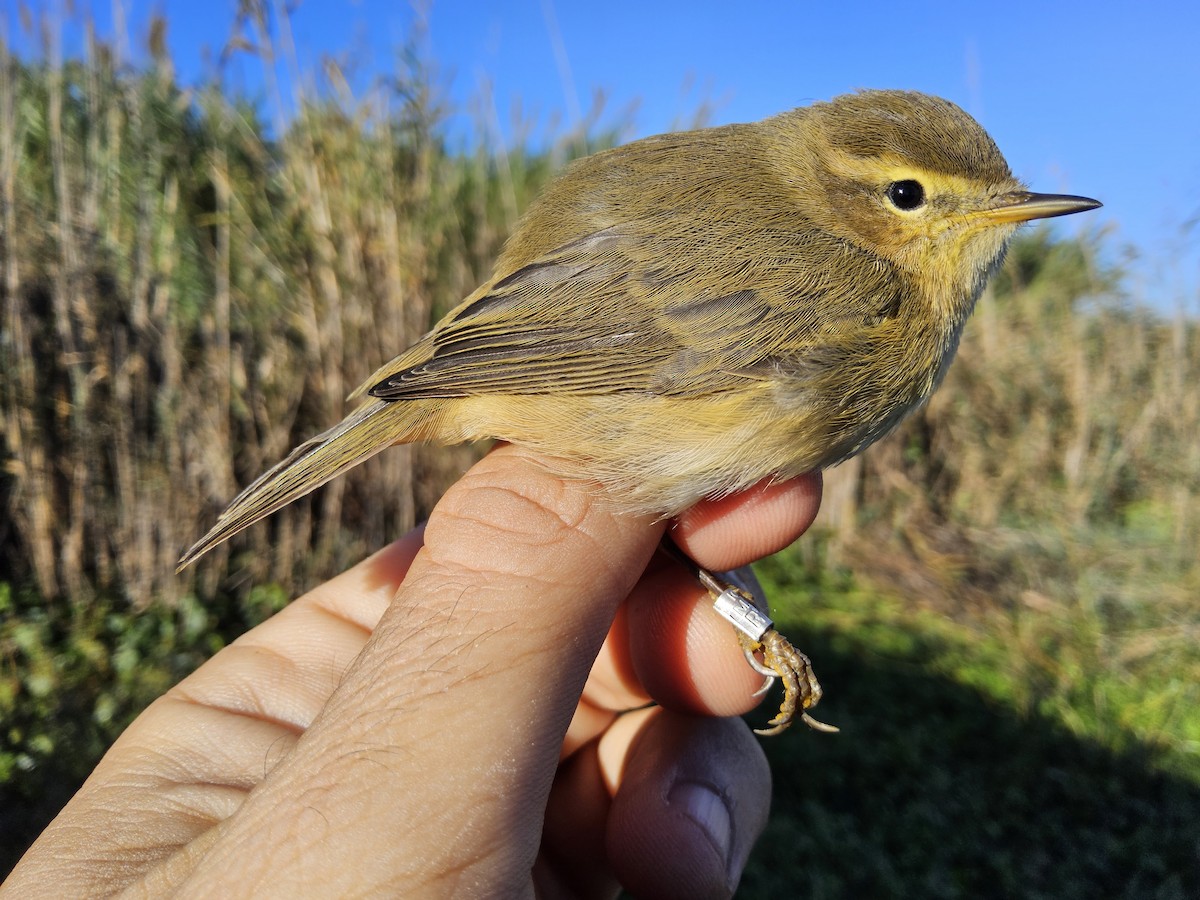 Common Chiffchaff - ML644382395