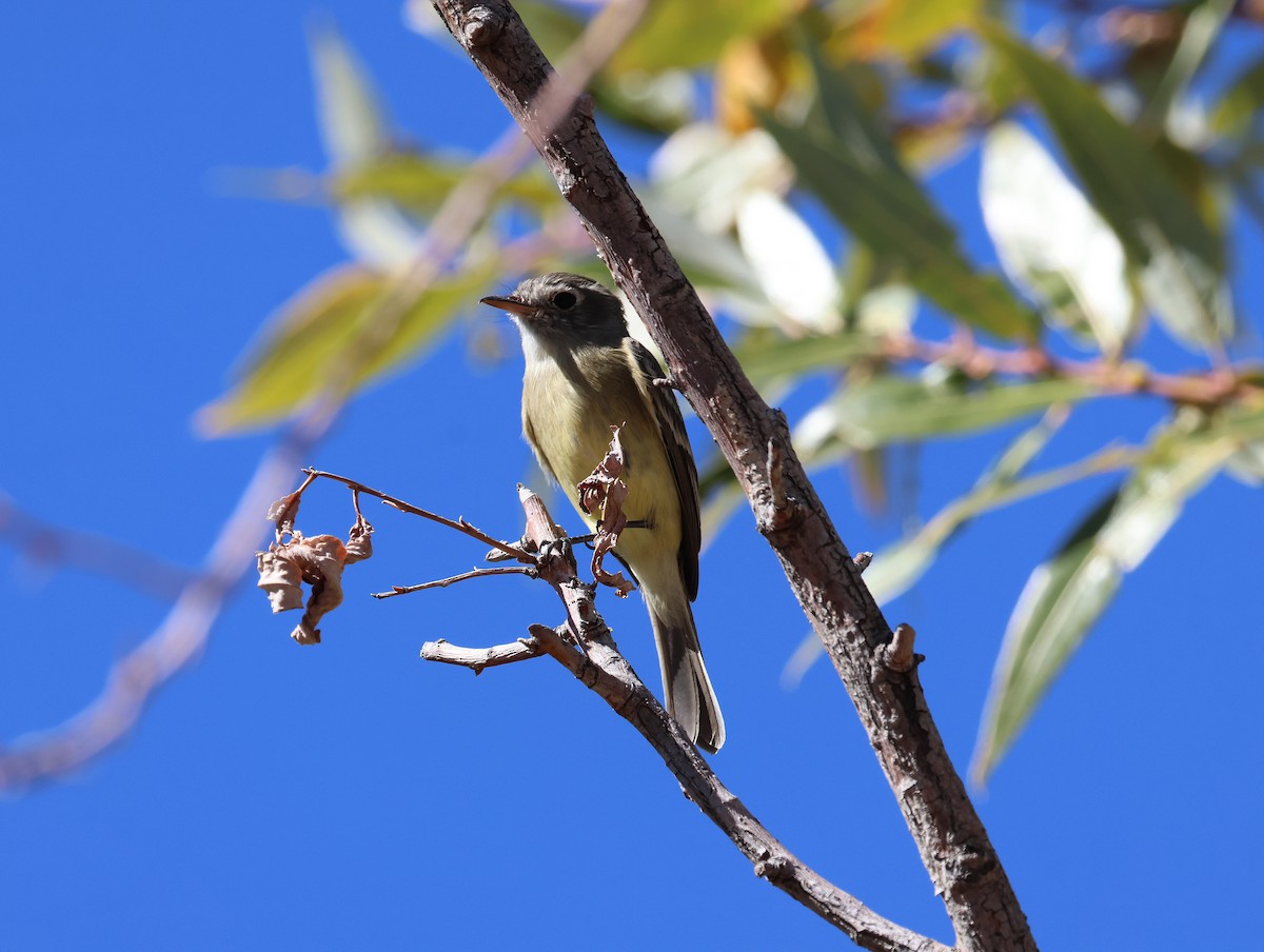 Піві-малюк sp. - ML644382407