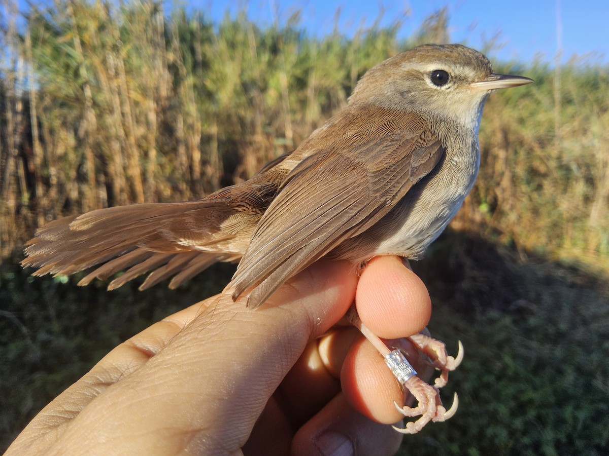 Seidensänger - ML644382418