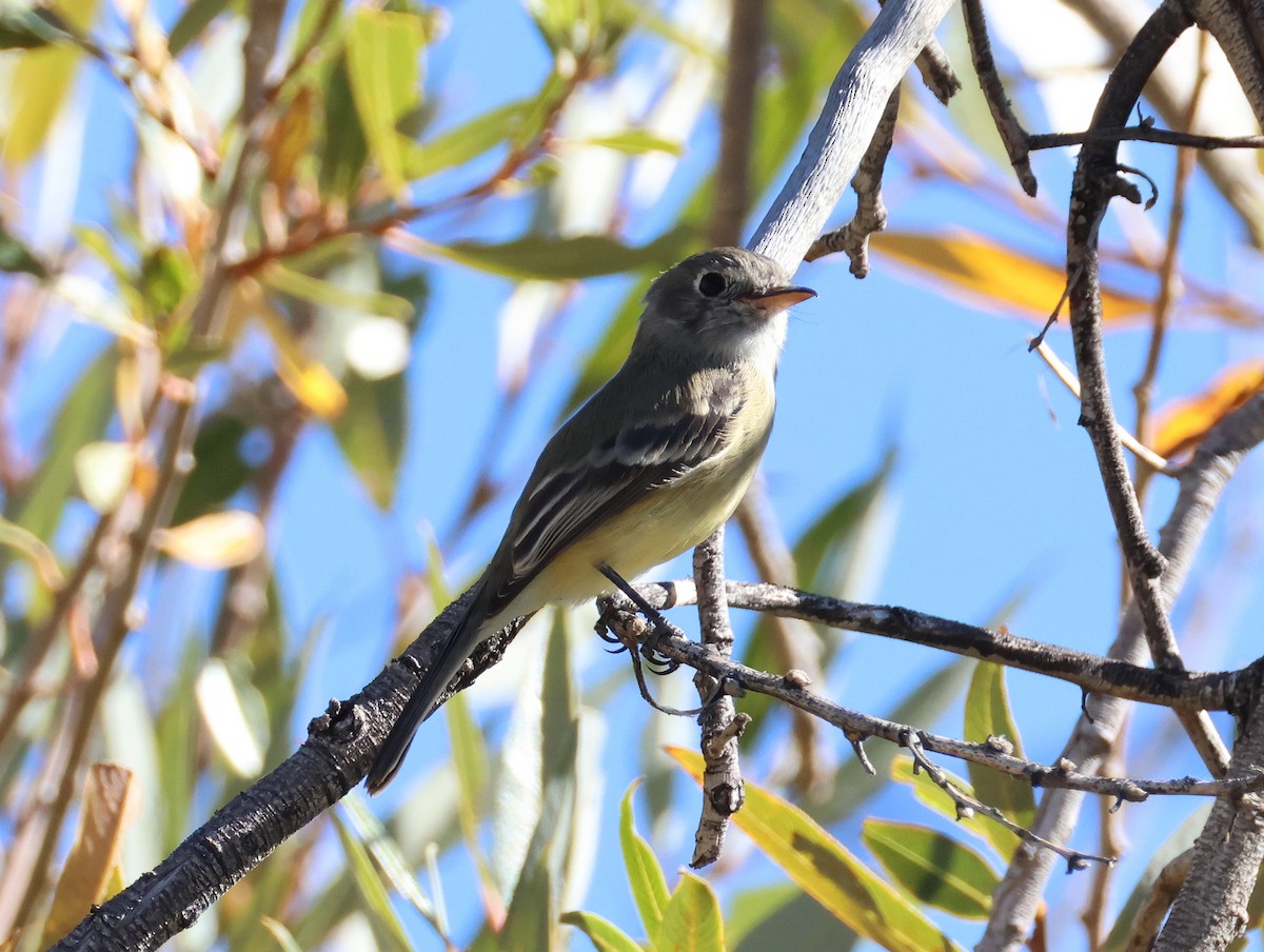 Піві-малюк sp. - ML644382419