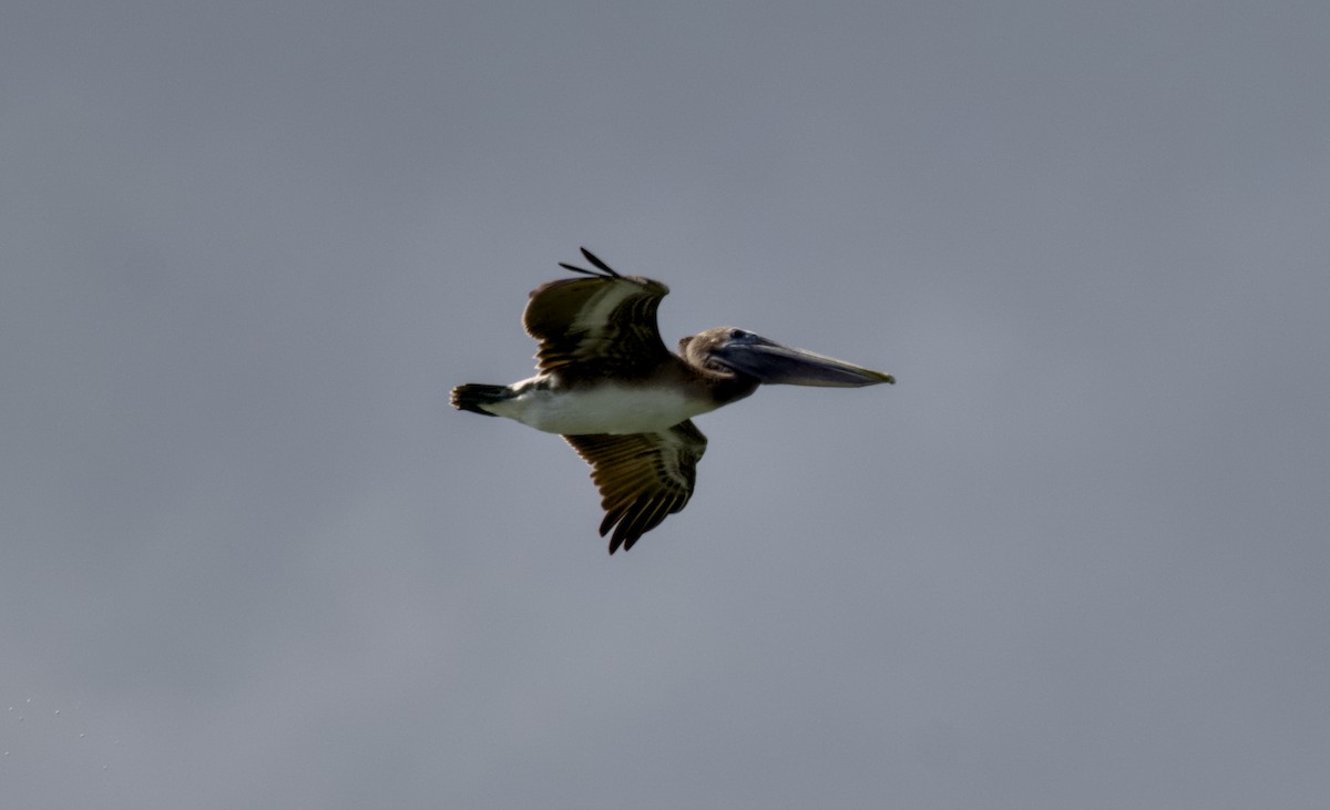 Brown Pelican - ML644382420