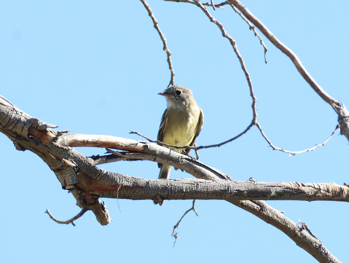 Піві-малюк sp. - ML644382426