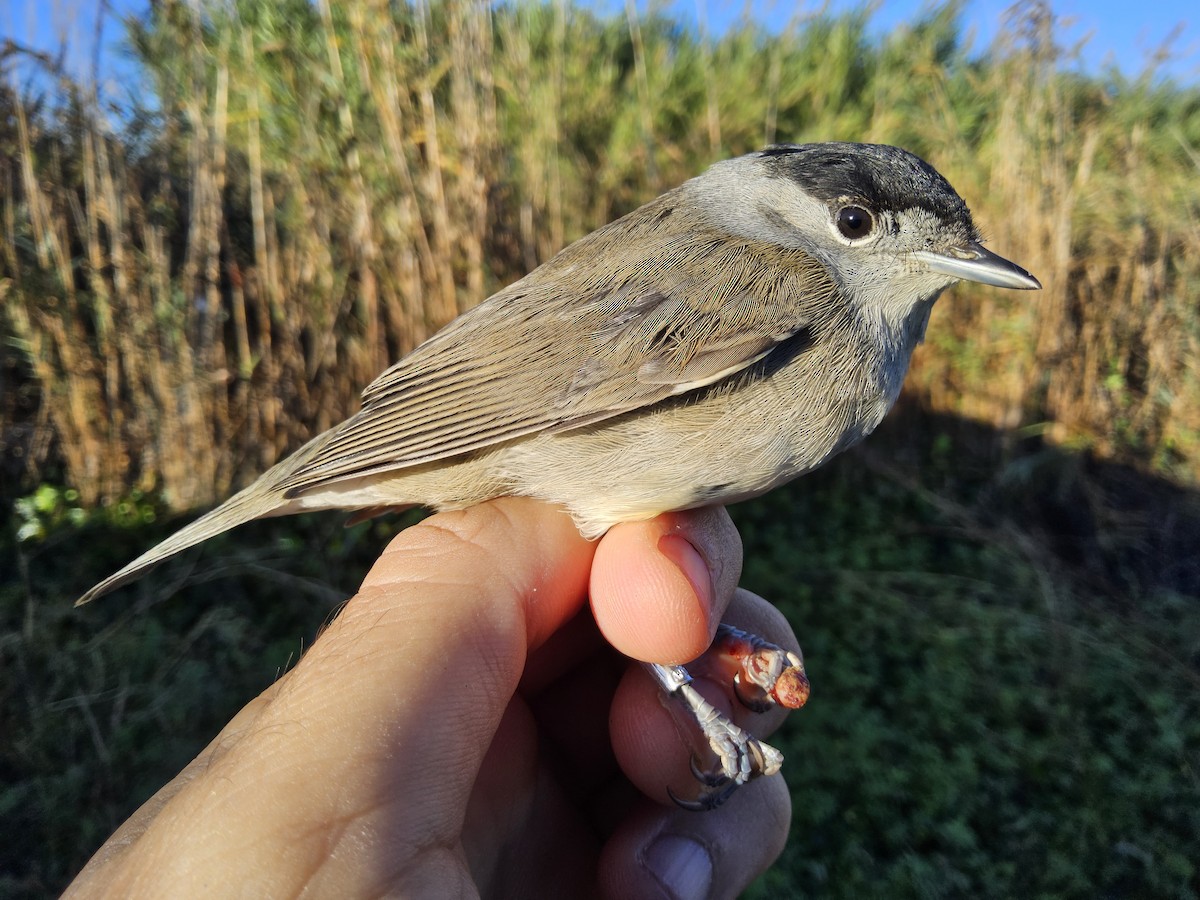 Eurasian Blackcap - ML644382428