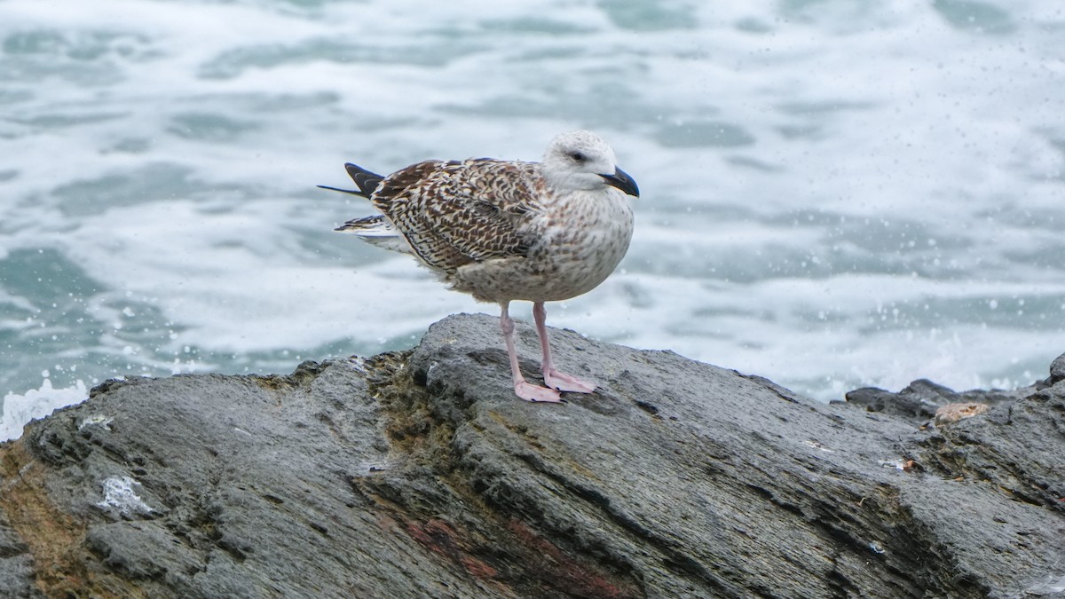 Great Black-backed Gull - ML644382430