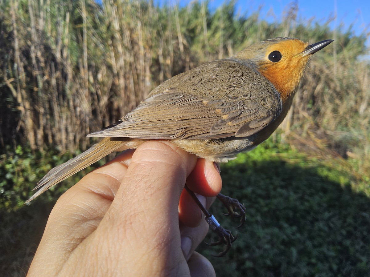 European Robin - ML644382436