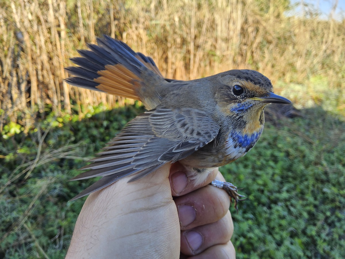 Bluethroat - ML644382441