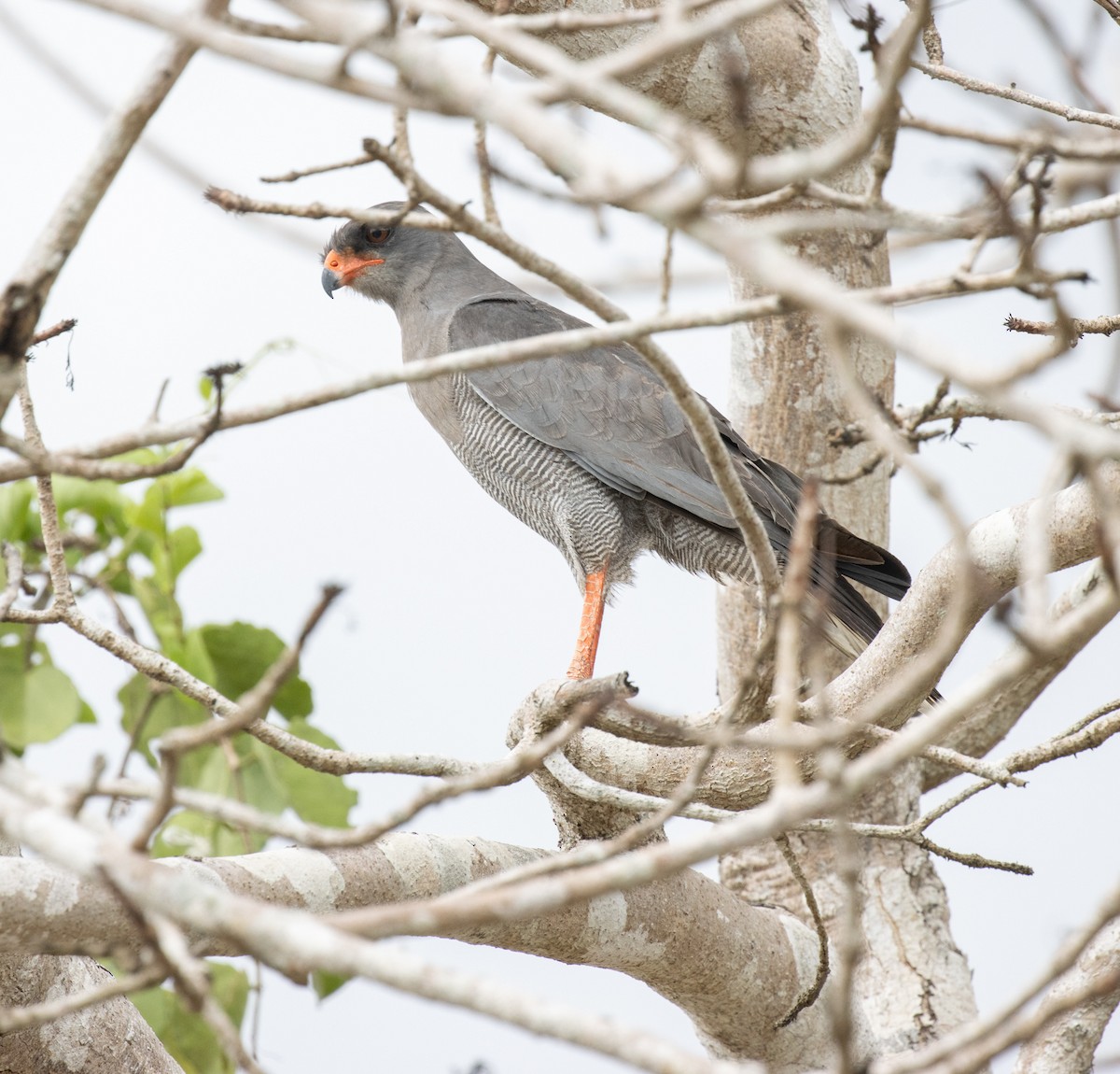 Dark Chanting-Goshawk - ML644382456