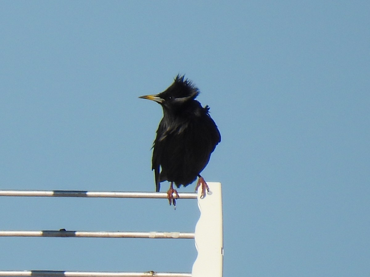 Einfarbstar - ML644382462