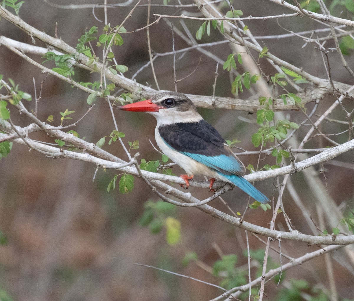 Brown-hooded Kingfisher - ML644382471