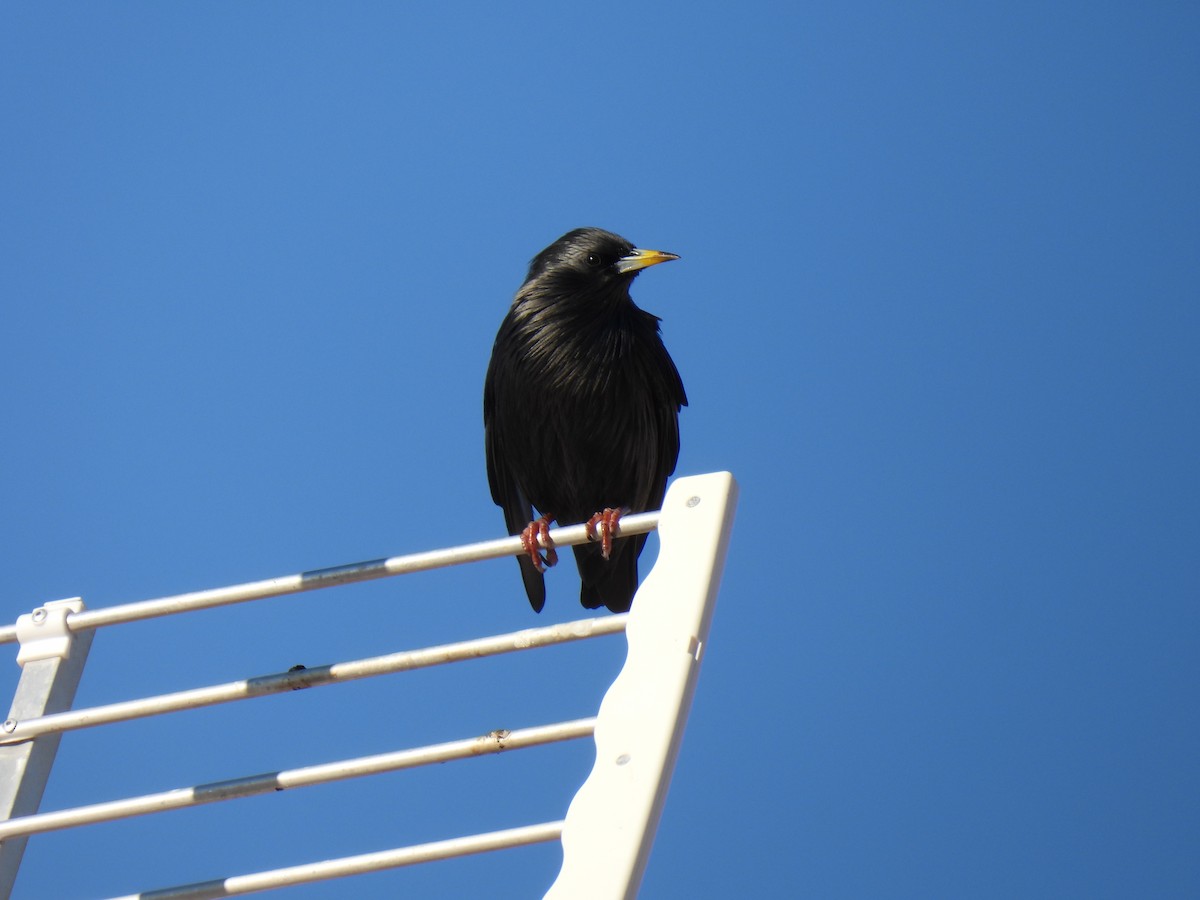 Einfarbstar - ML644382473