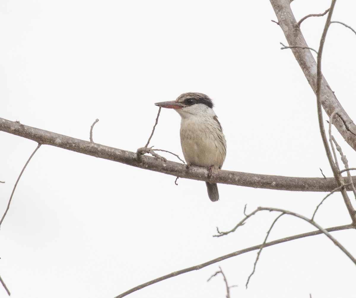 Martin-chasseur strié - ML644382475
