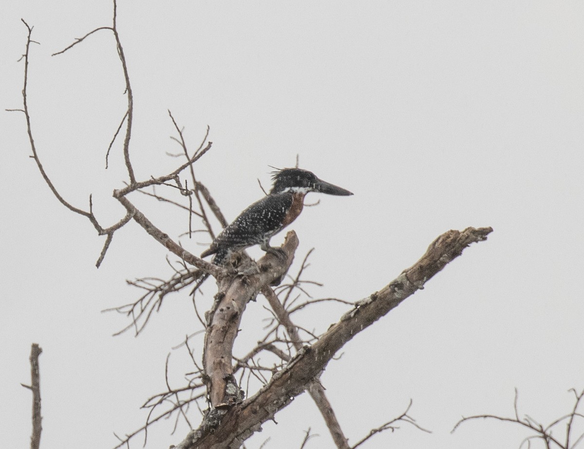 Giant Kingfisher - ML644382478