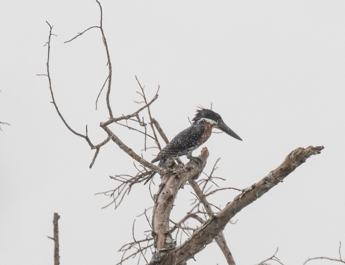 Giant Kingfisher - ML644382479