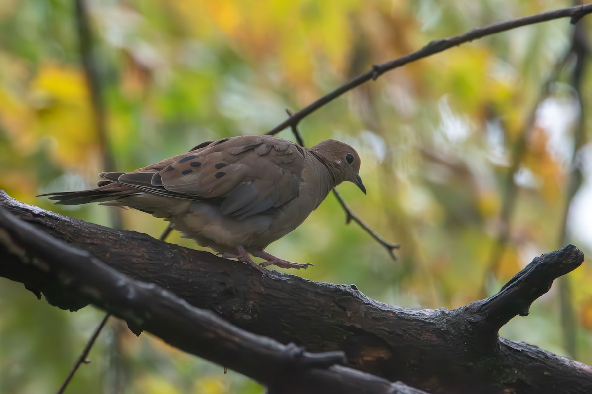 Zenaida Huilota - ML644382482
