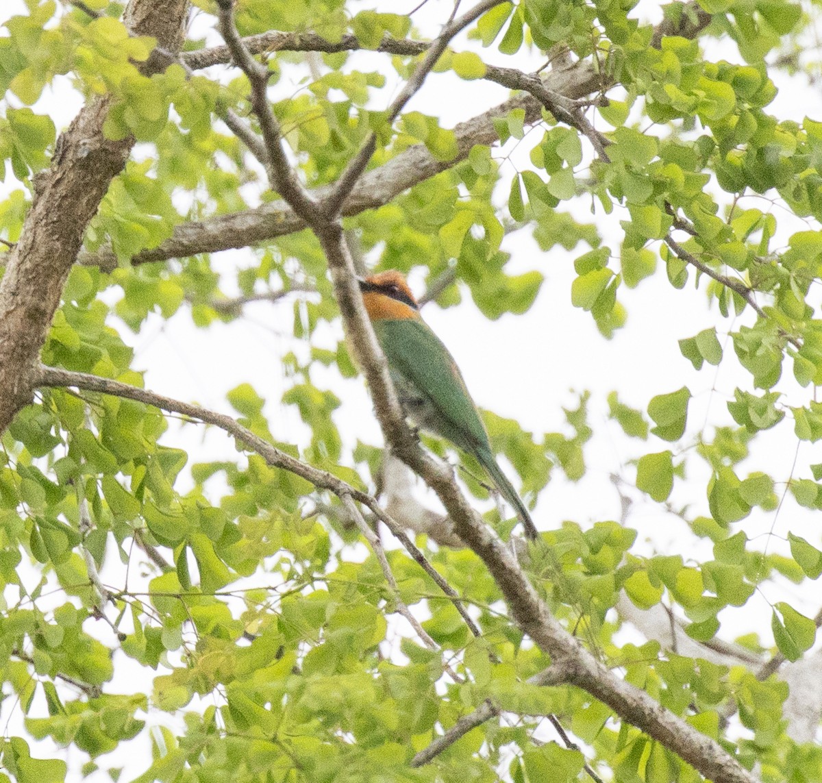 Böhm's Bee-eater - ML644382483