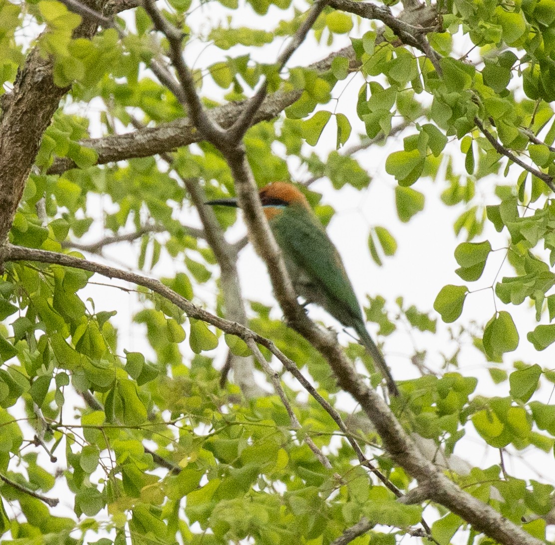 Böhm's Bee-eater - ML644382486