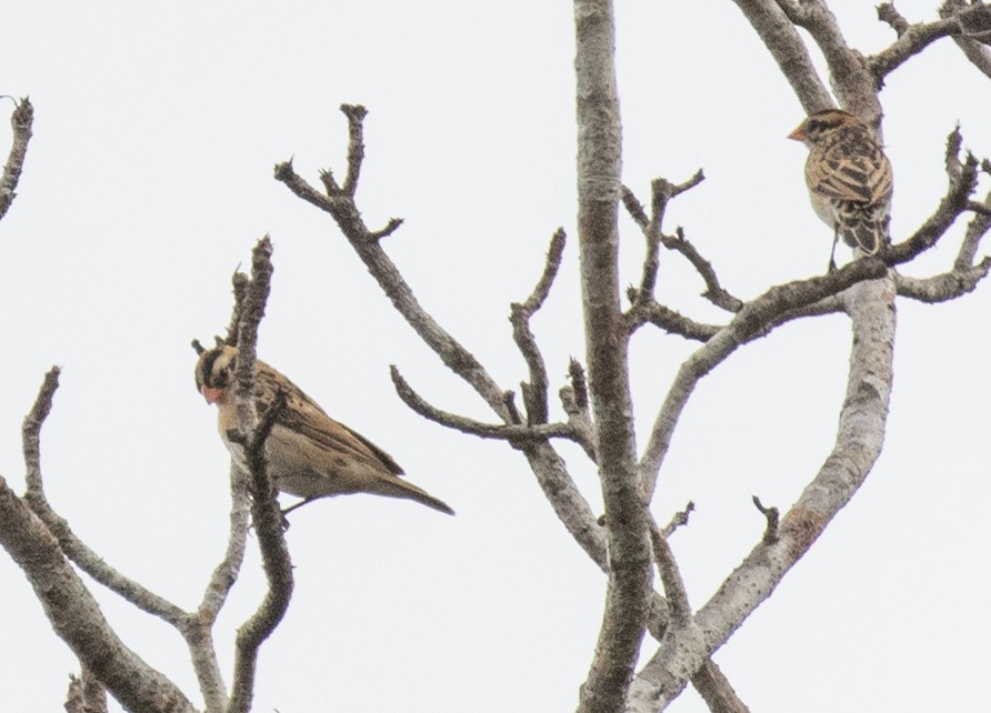 Pin-tailed Whydah - ML644382503