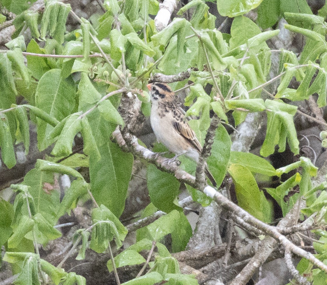 Pin-tailed Whydah - ML644382513