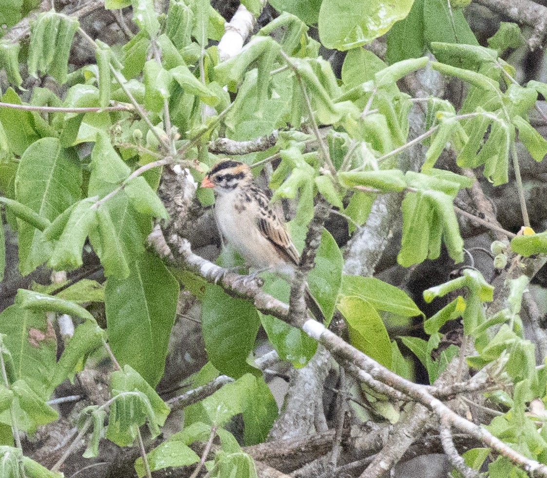 Pin-tailed Whydah - ML644382521