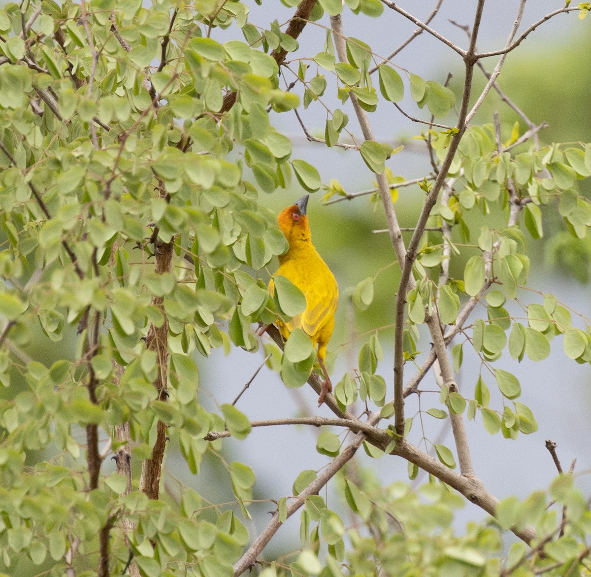African Golden-Weaver - ML644382531