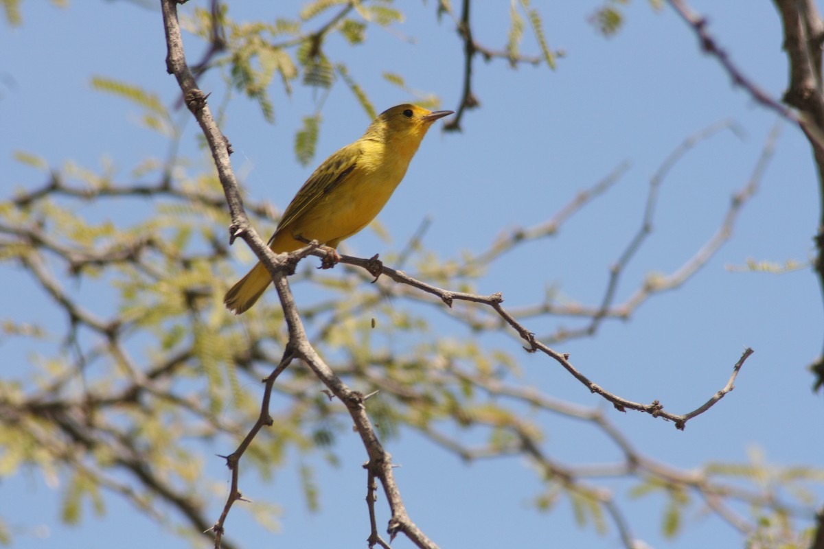 Mangrove Yellow Warbler (Greater Antillean) - ML644382538