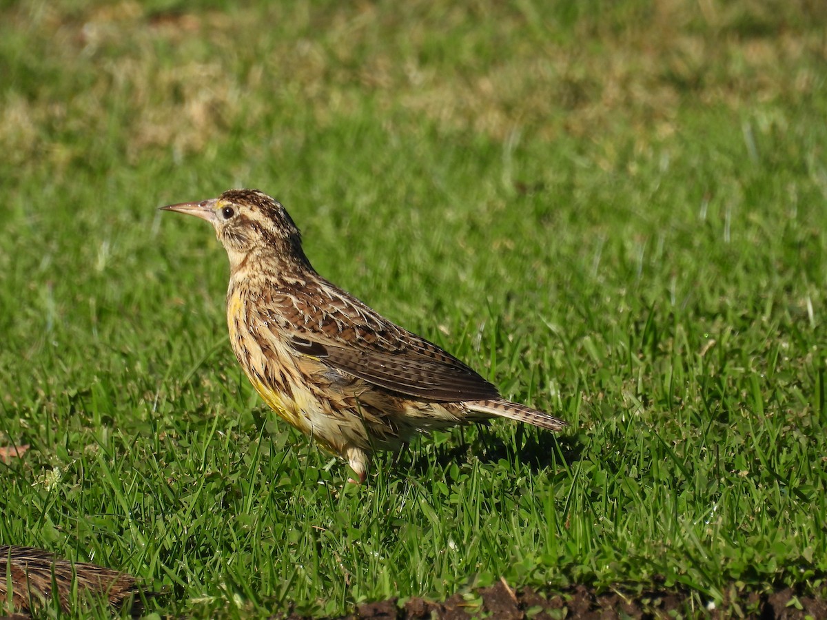 Шпаркос західний - ML644382544