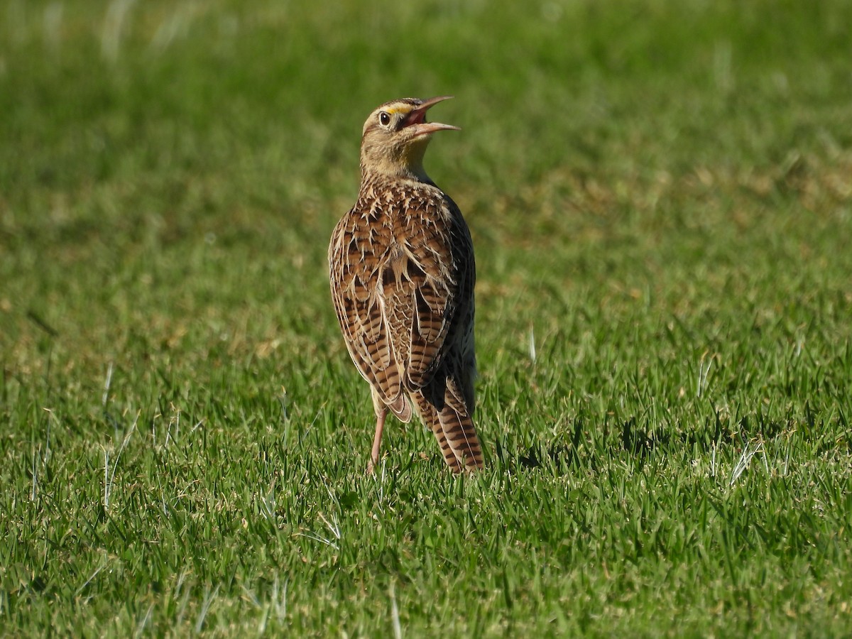 Шпаркос західний - ML644382545
