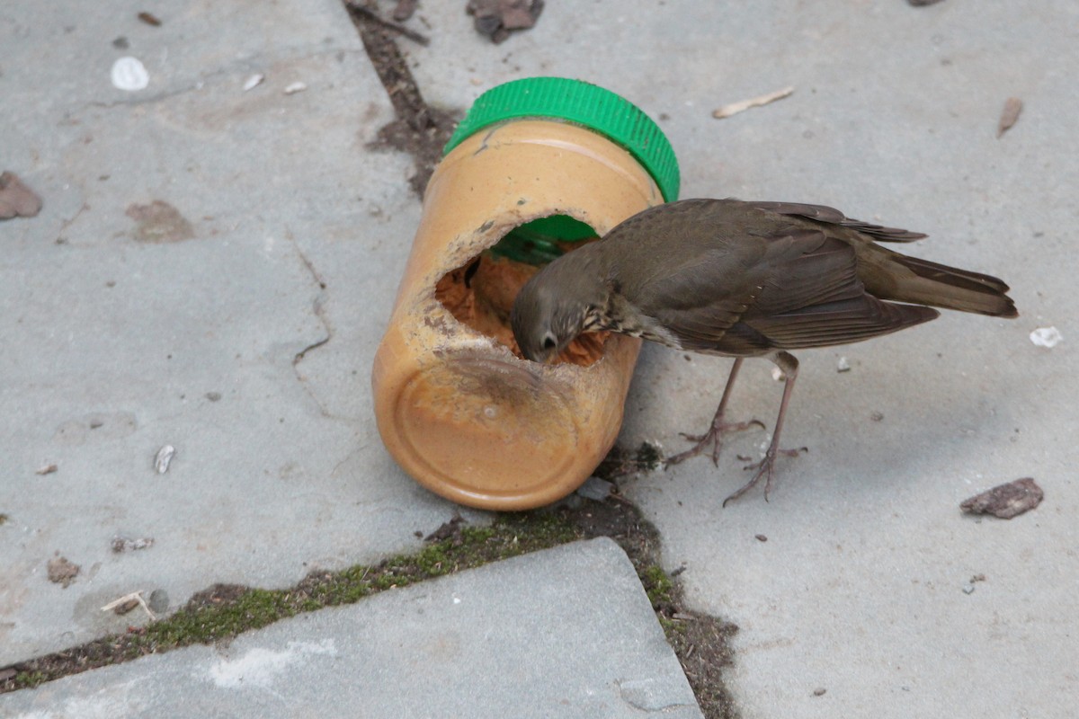 Grive à joues grises - ML644382546