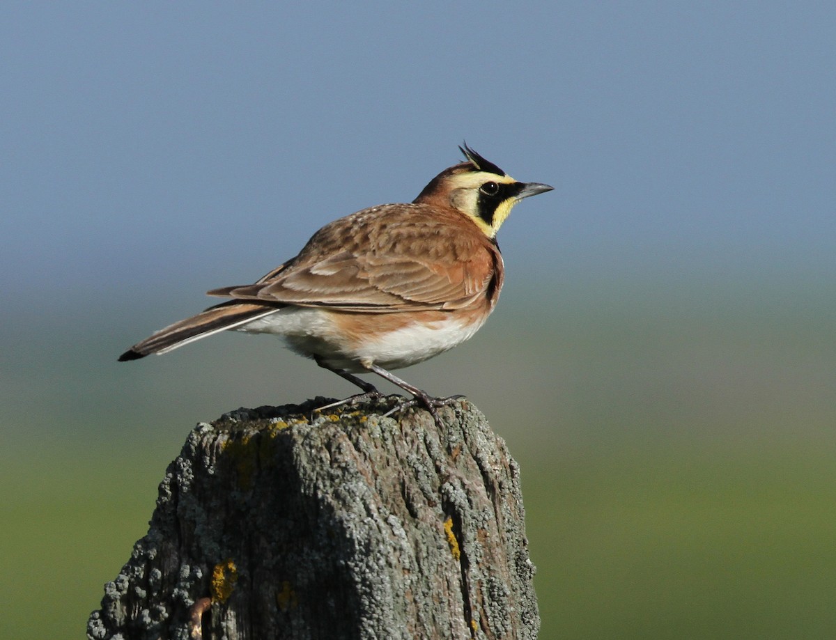 ハマヒバリ - ML644382559