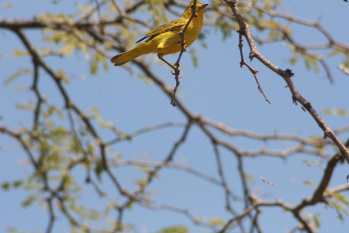Mangrove Yellow Warbler (Greater Antillean) - ML644382570