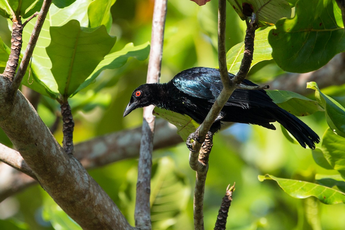 Glossy-mantled Manucode - ML644382573